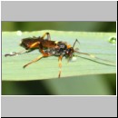 Ichneumon exilicornis - Schlupfwespe w01b 8-9mm - Feuchtwiese mit Bach fdet02b-Joel Valemberg.jpg